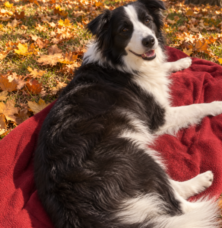 Black and white dog resting on a red blanket in autumn leaves